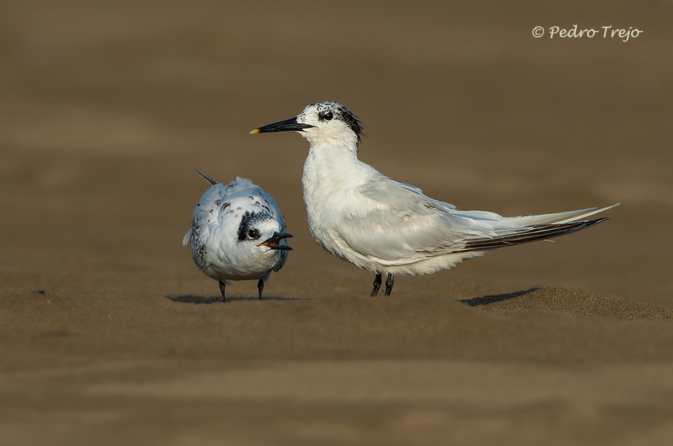 Charran patinegro (Sterna sandvicensis)